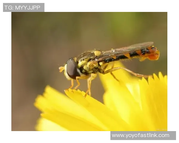 黄蜂生态研究：从生物特征到行为习性全面解析